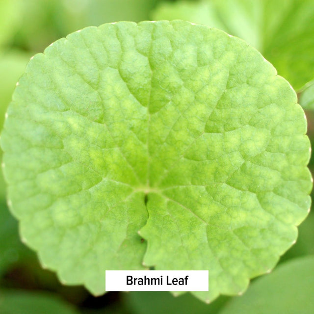 Banyan Botanicals Brahmi/Gotu Kola Powder – Organic Centella Asiatica –Supports Focus, Concentration, Alertness, and a Balanced Sense of Calm* – ½ Lb. – Non-Gmo Sustainably Sourced Vegan