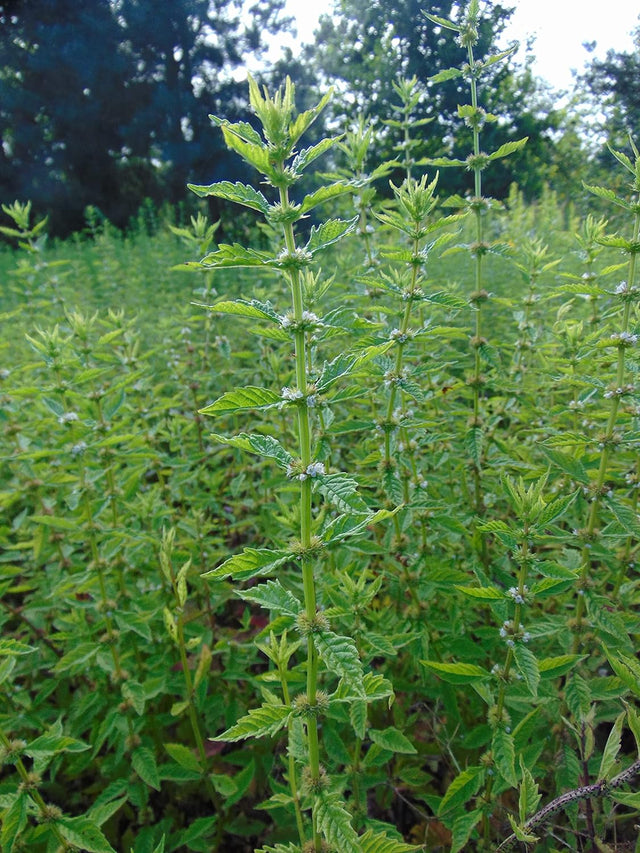 Gypsywort (Bugleweed) Extract 50 Ml (1.7 Fl Oz.) Glas Bottle, Innovations, Dropper Included+ Atomizer Free