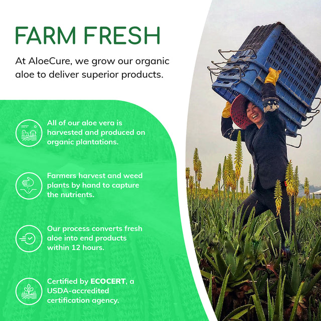 Aloecure Pure Aloe Vera Juice USDA Certified Organic, Natural Flavor Acid Buffer, 2X500Ml Bottle, Processed within 12 Hours of Harvest to Maximize Nutrients, No Charcoal Filtering-Inner Leaf