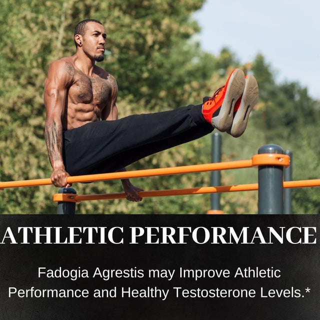 Fadogia Agrestis, 60 Capsules | 500Mg Each, 10: 1 Extract, Promotes Healthy Testosterone Levels & Athletic Performance