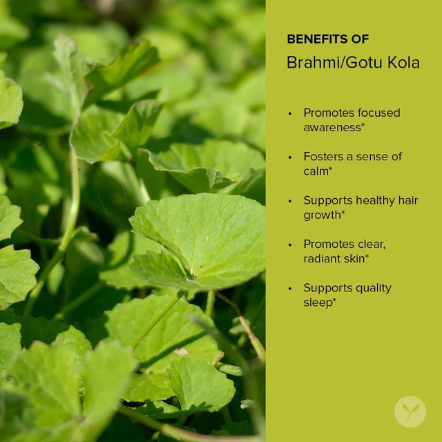 Banyan Botanicals Brahmi/Gotu Kola Powder – Organic Centella Asiatica –Supports Focus, Concentration, Alertness, and a Balanced Sense of Calm* – ½ Lb. – Non-Gmo Sustainably Sourced Vegan