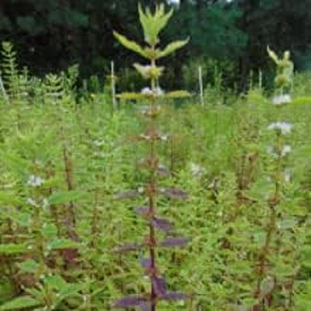 Gypsywort (Bugleweed) Extract 50 Ml (1.7 Fl Oz.) Glas Bottle, Innovations, Dropper Included+ Atomizer Free