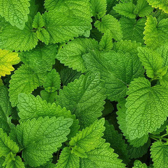 KMC NRG Gel+: Mint Flavoured Caffeine Energy Gel (12 X 70G) by Kendal Mint Co.