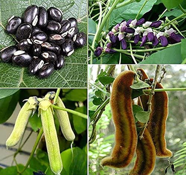 SAARA : Poonaikali Seed Powder (Black) / Velvet Bean / Mucuna Prurita Powder,50G (Pack of 50G X 1 )