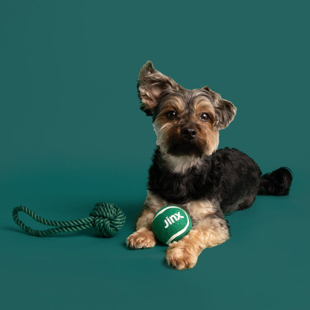 Jinx & Chris Evans Dog Dream Box