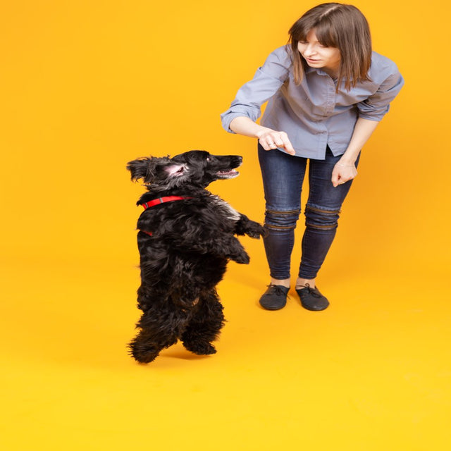 Hip& Joint Support Supplement for Dogs with Glucosamine, Chondroitin & MSM for Arthritis, Inflammation, Mobility Support -Made in USA-120 Chews