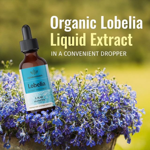 HERBAMAMA Lobelia Liquid Extract - Organic Herb Tincture for Lung Health, 2 Fl Oz