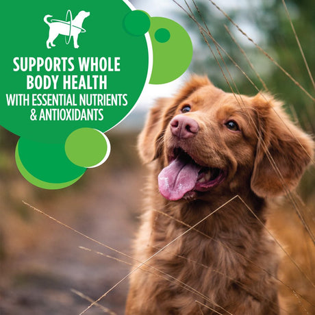 IAMS Proactive Health Minichunks Chicken and Whole Grain Recipe Dry Dog Food, 15 Lb Bag