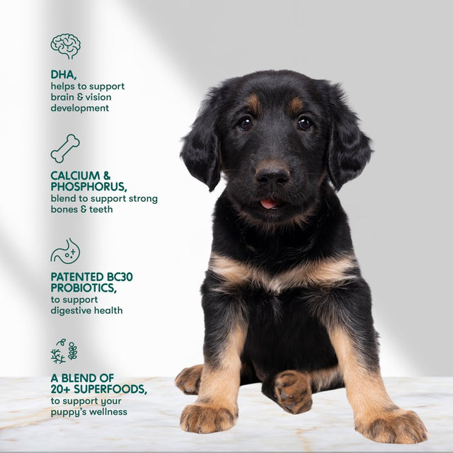 Jinx Jr. Puppy Chicken, Brown Rice & Sweet Potato Dry Dog Food, 4 Lb. Bag