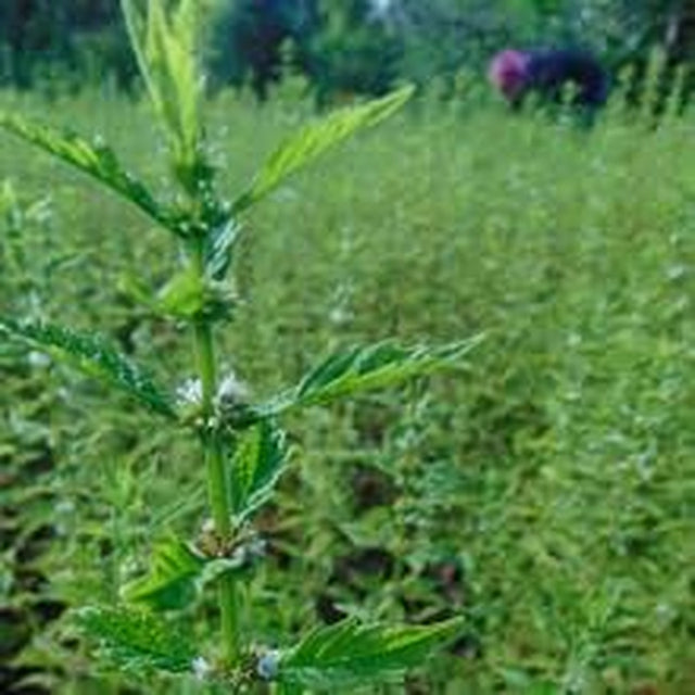 Gypsywort (Bugleweed) Extract 50 Ml (1.7 Fl Oz.) Glas Bottle, Innovations, Dropper Included+ Atomizer Free