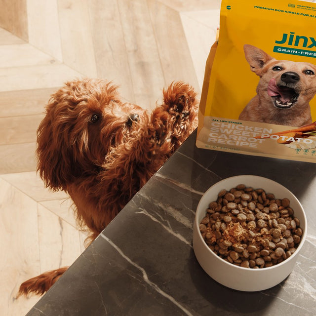 Jinx Chicken, Sweet Potato & Carrot Dry Dog Food, Grain Free, 23.5 Lb. Bag