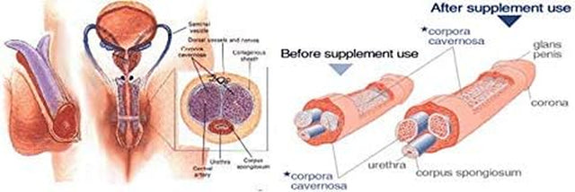 Bigger Penis Harder and Longer Lasting Erections Advanced Male Energizer Transdermal Patch Technology Herbal 100% Natural 7 Patches