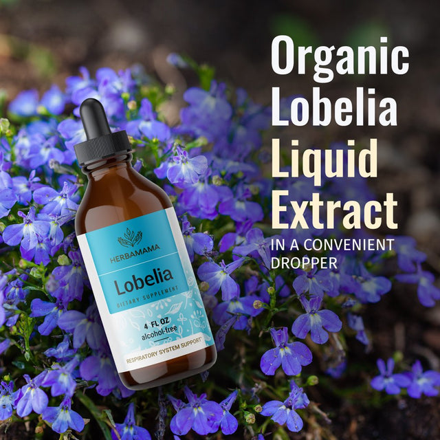 HERBAMAMA Lobelia Liquid Extract - Organic Herb Tincture for Lung Health, 4 Fl Oz