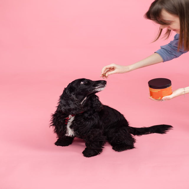 Hip& Joint Support Supplement for Dogs with Glucosamine, Chondroitin & MSM for Arthritis, Inflammation, Mobility Support -Made in USA-120 Chews