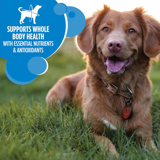 IAMS Proactive Health Chicken Dry Dog Food, 15 Lb Bag