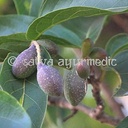 satva-harad-powder-100-terminalia-chebula-fruits-100-gm-02-0e0299ec73e23c339f01a8bc26622d46.jpg