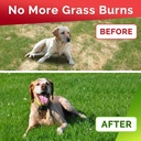 goodgrowlies-grass-treats-for-dogs-dog-pee-lawn-repair-grass-burn-spots-caused-by-dog-urine-grass-rocks-with-probiotics-digestive-enzymes-cranberry-made-in-usa-120-soft-chews-07-57ab2895f563183203f37f7b4c682bfb.jpg