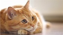 cat-urinary-diet-urinary-tract-support-for-cats-natural-formula-chewable-cat-cranberry-urinary-1-bottle-90-chews-03-c401696efce63aaa0971c9bd8eb090e1.jpg