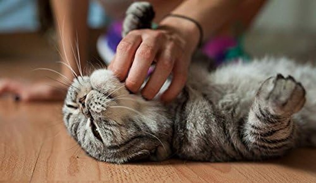 cat-urinary-diet-urinary-tract-support-for-cats-natural-formula-chewable-cat-cranberry-urinary-1-bottle-90-chews-05-24bce8760cc4e288d8bd840a90591c64.jpg