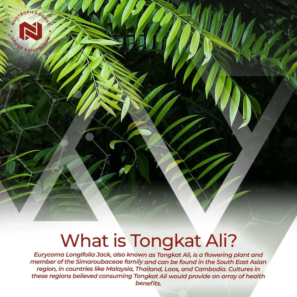 nootropics-depot-tongkat-ali-extract-capsules-100mg-60-count-10-eurycomanone-by-hptlc-eurycoma-longifolia-root-extract-04-10146533c41e911e9a33fe58e83509d2.jpg