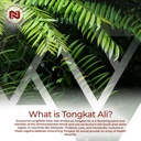 nootropics-depot-tongkat-ali-extract-capsules-100mg-60-count-10-eurycomanone-by-hptlc-eurycoma-longifolia-root-extract-04-10146533c41e911e9a33fe58e83509d2.jpg
